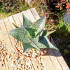 Aloe deltoideodanta Sparkler