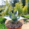 Aloe deltoideodanta Sparkler