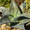 Aloe deltoideodanta Sparkler