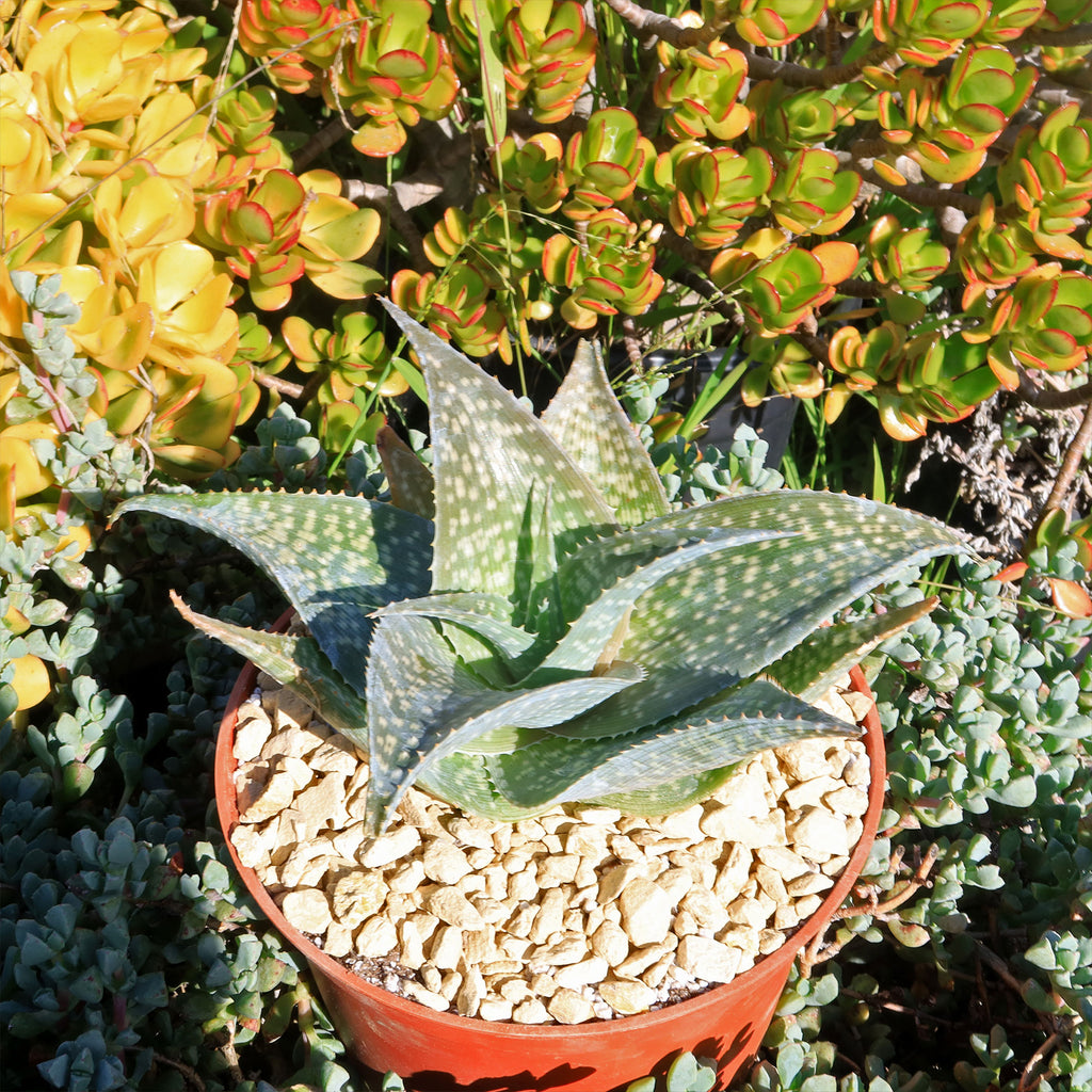 Aloe deltoideodanta Sparkler