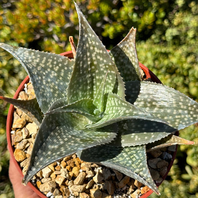 Aloe deltoideodanta Sparkler