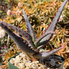 Aloe divaricata &