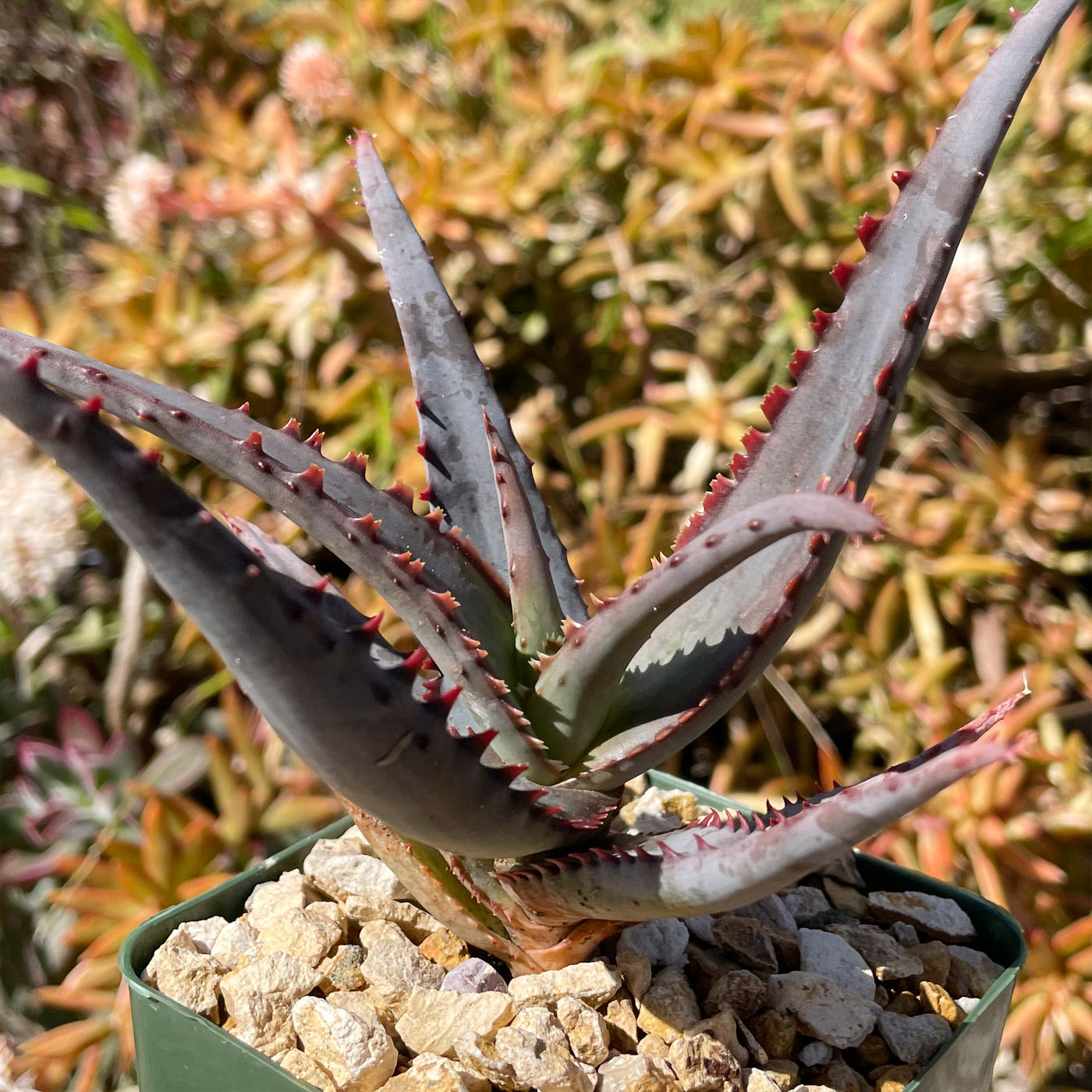 Aloe divaricata 'Diablo'