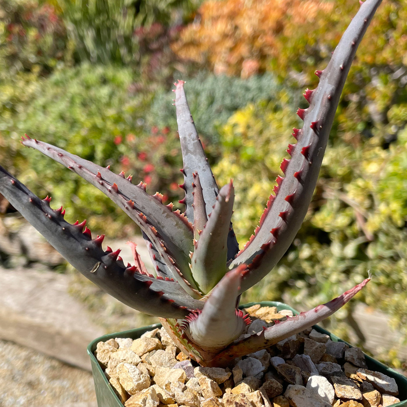 aloe vera plant with spikes Shop 'Aloe Diablo' - Care and Growers Guide