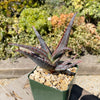 Aloe divaricata &