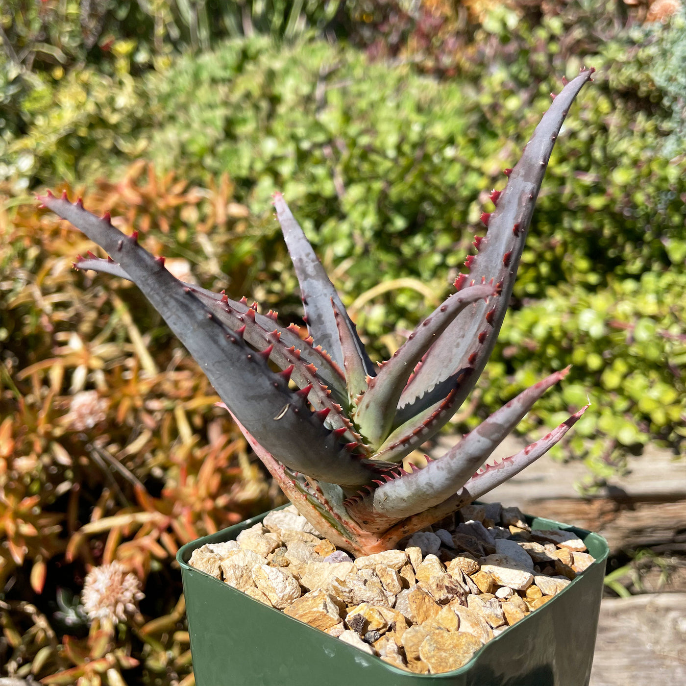 aloe vera plant dark green Shop 'Aloe Diablo' - Care and Growers Guide