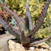 Aloe divaricata &