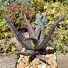 Aloe divaricata &