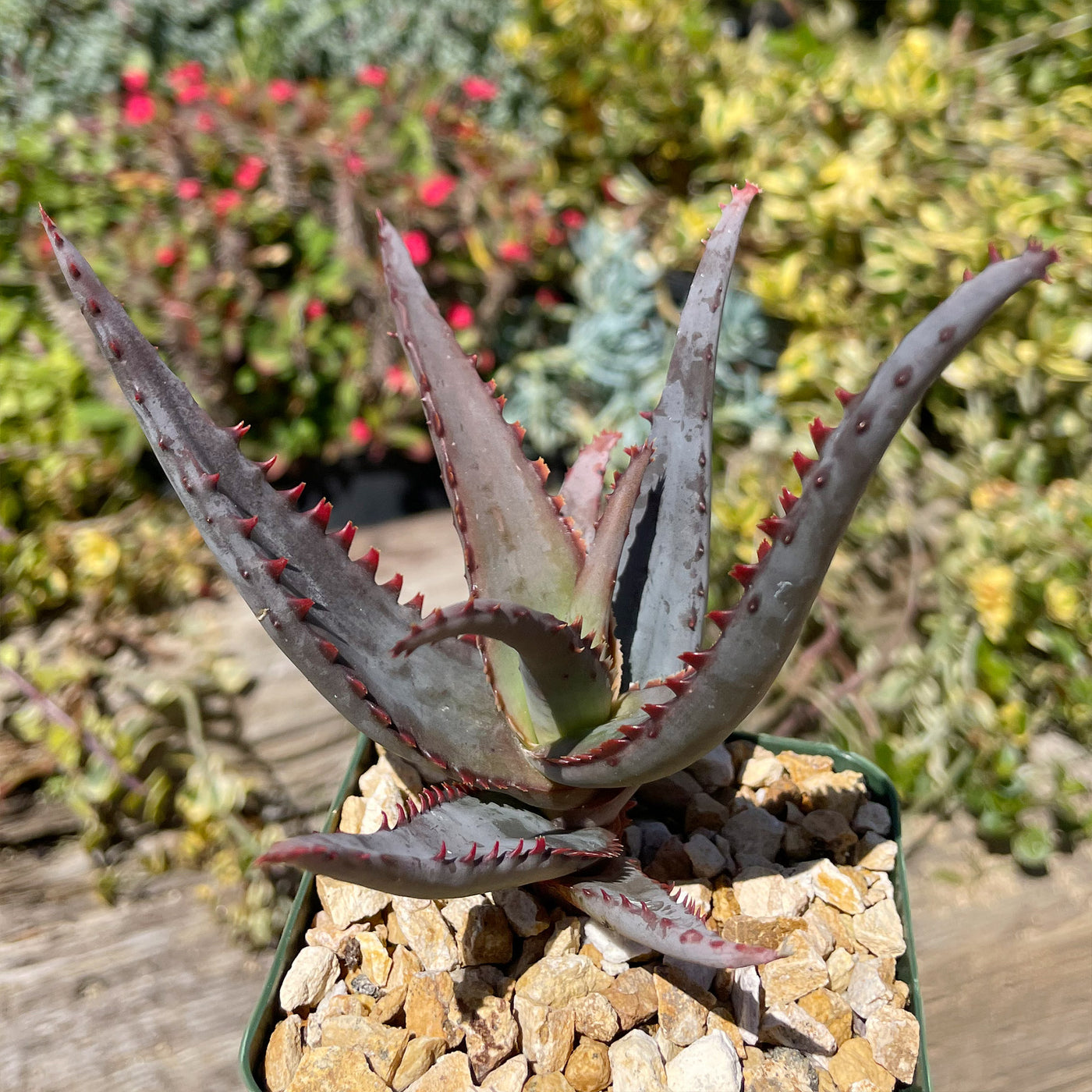 Aloe divaricata 'Diablo'