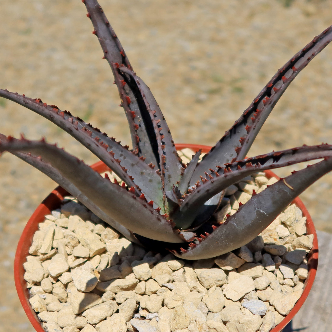 Aloe divaricata 'Diablo'