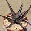 Aloe divaricata &