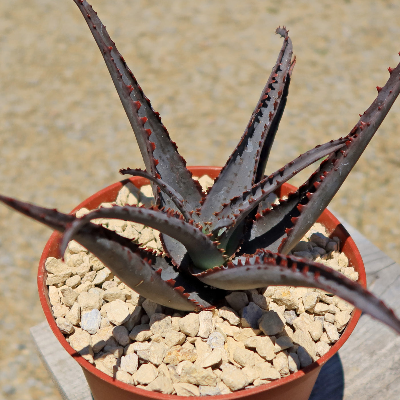 Aloe divaricata 'Diablo'