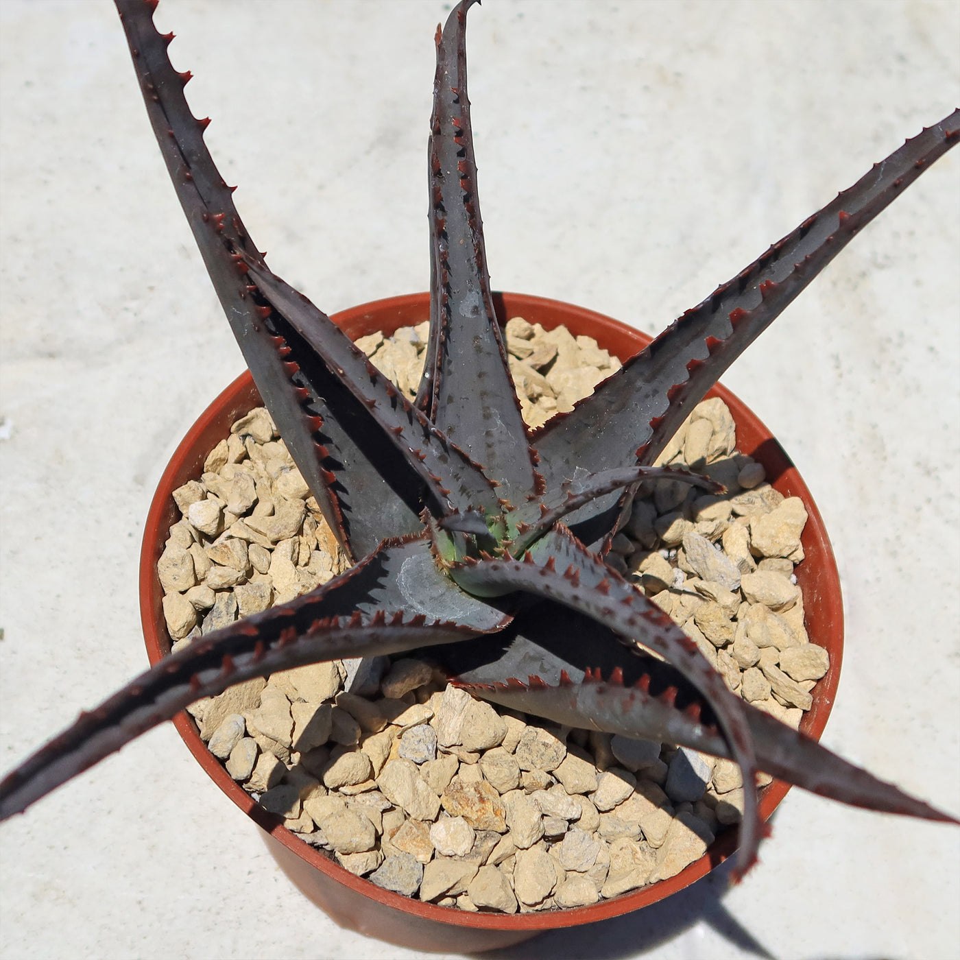 Aloe divaricata 'Diablo'