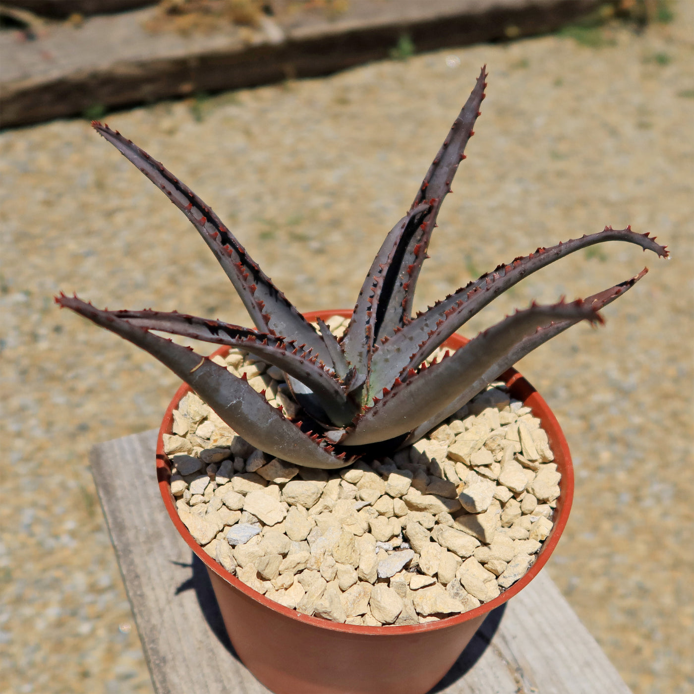 Aloe divaricata 'Diablo'