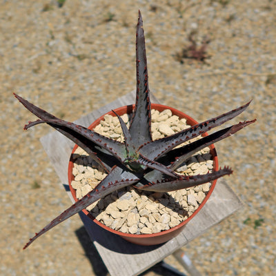 Aloe divaricata 'Diablo'