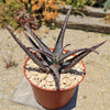 Aloe divaricata &