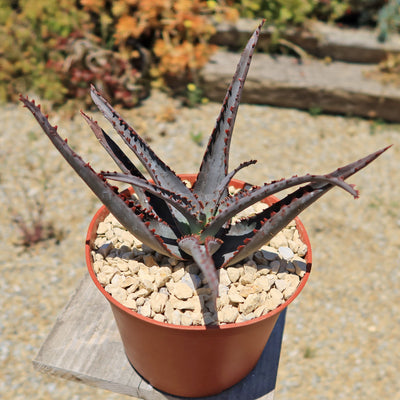 Aloe divaricata 'Diablo'