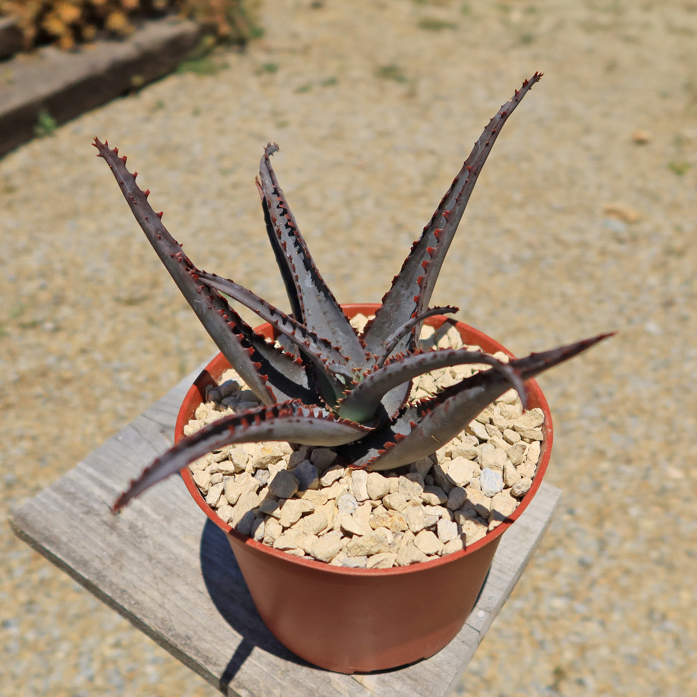 Aloe divaricata 'Diablo'