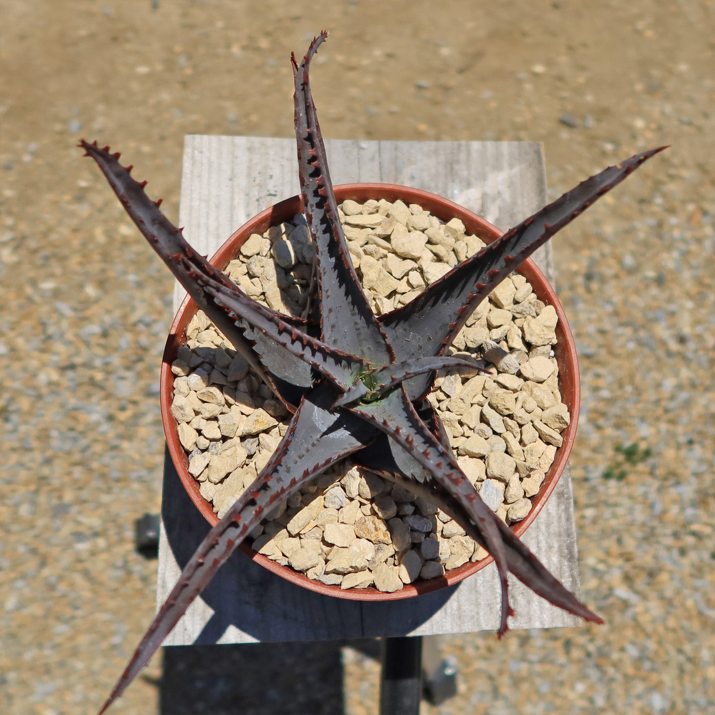 Aloe divaricata 'Diablo'