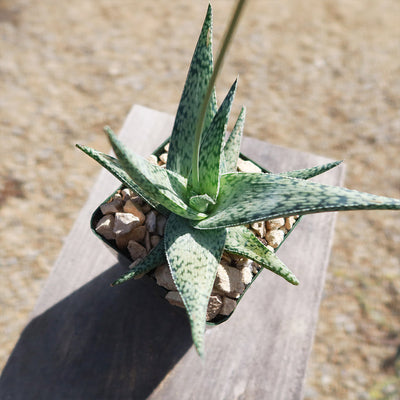 Aloe doran black