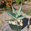 Aloe doran black