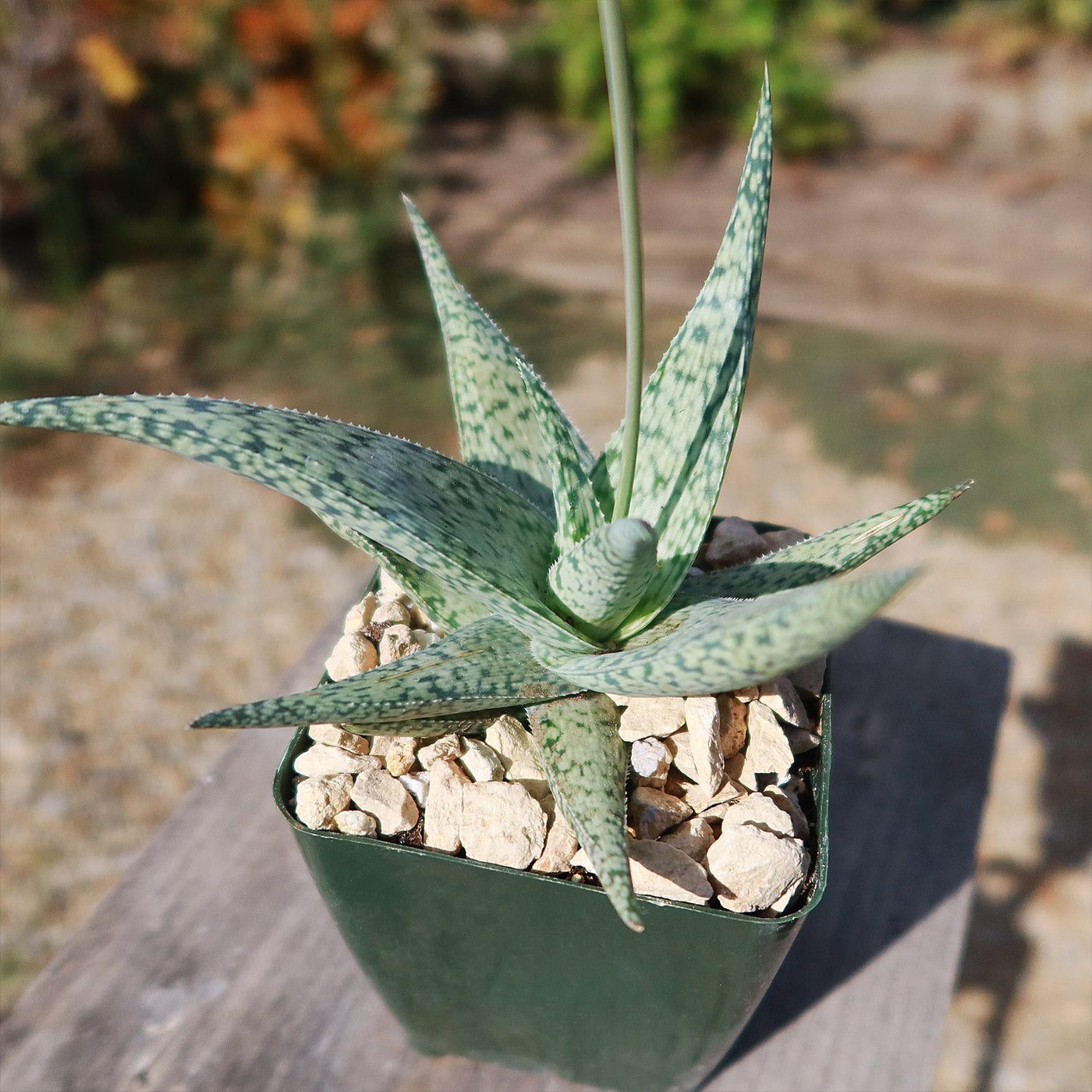 Aloe doran black