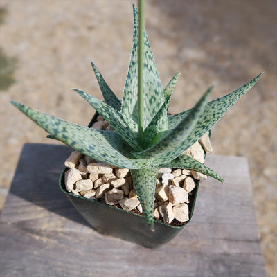 Aloe doran black