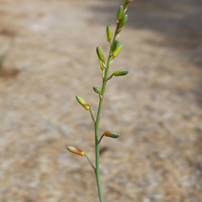 Aloe doran black