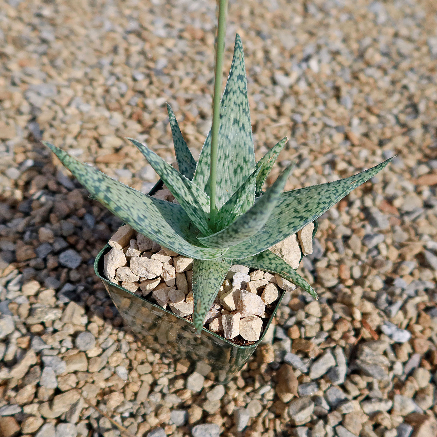 Aloe doran black