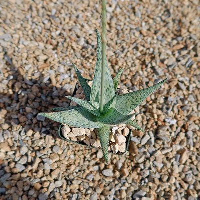 Aloe doran black