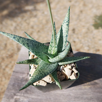 Aloe doran black