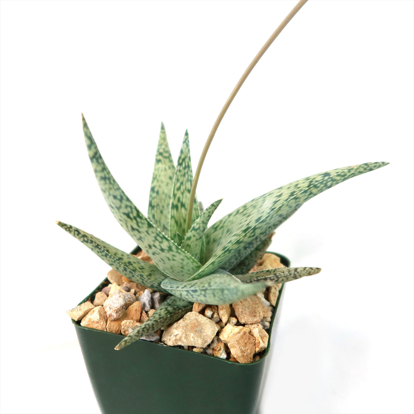 Aloe doran black