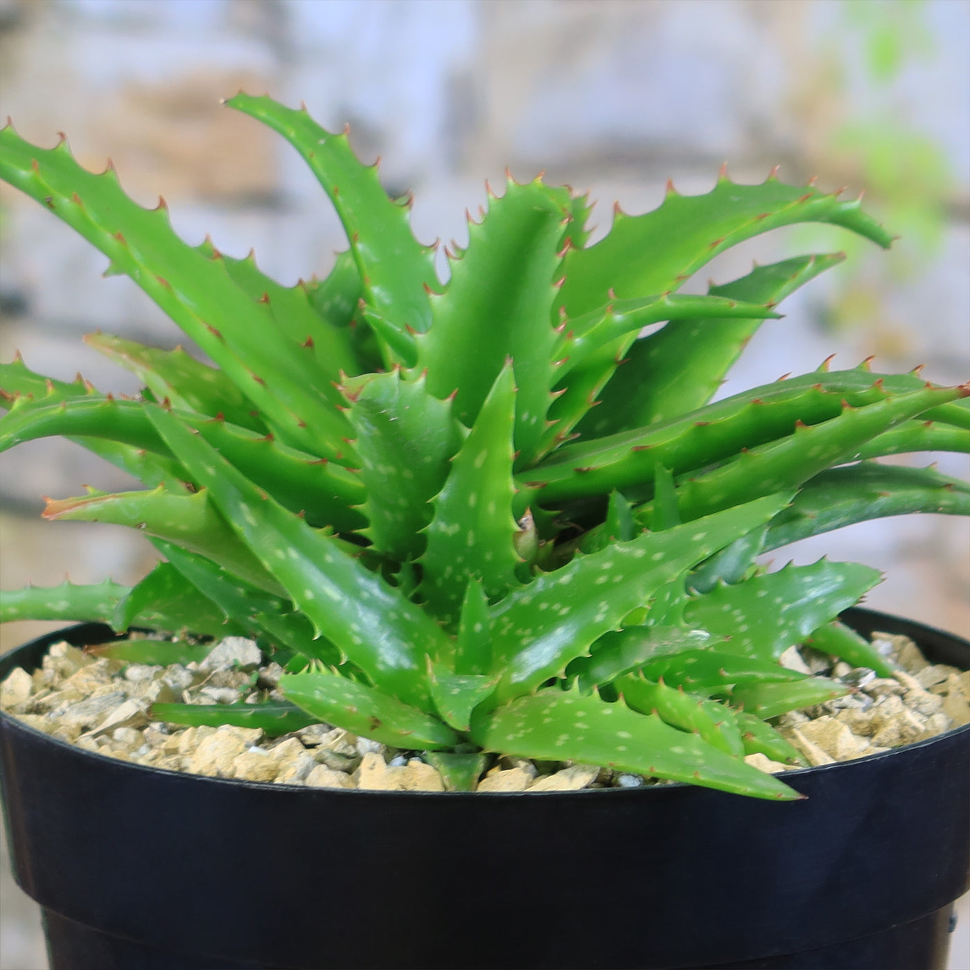 Aloe dorotheae