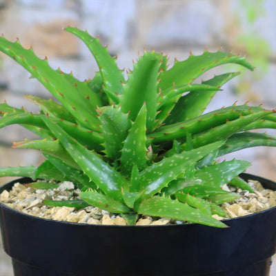 Aloe dorotheae