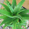 Aloe dorotheae