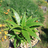 Aloe dorotheae