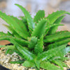 Aloe dorotheae