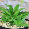 Aloe dorotheae