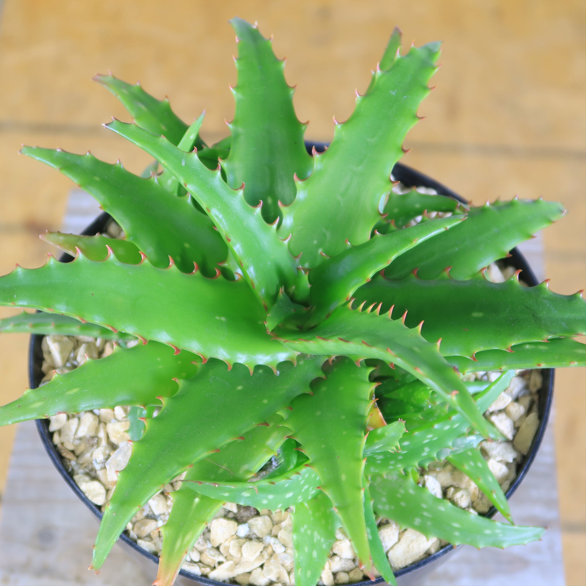 Aloe dorotheae