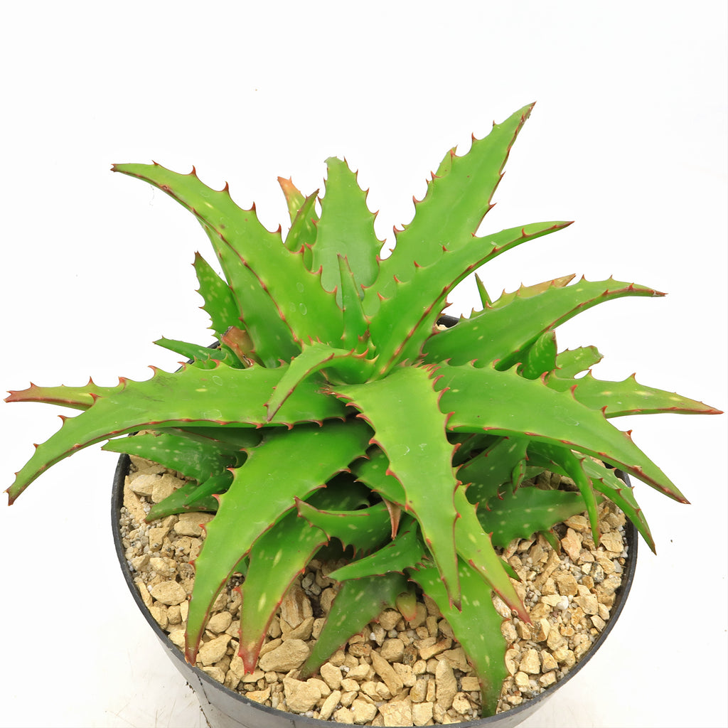Aloe dorotheae