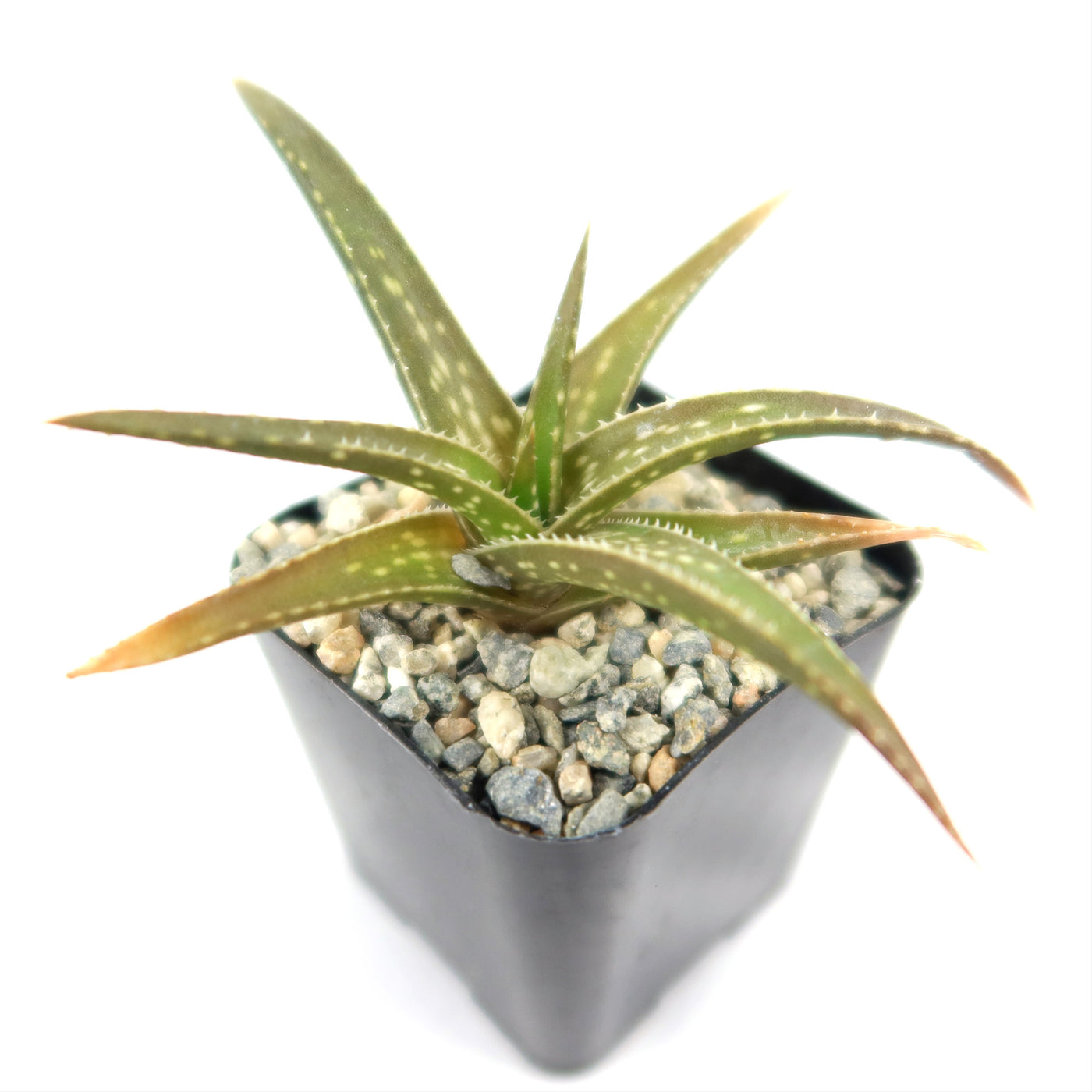 firebird succulent Aloe firebird hybrid 4" Pot