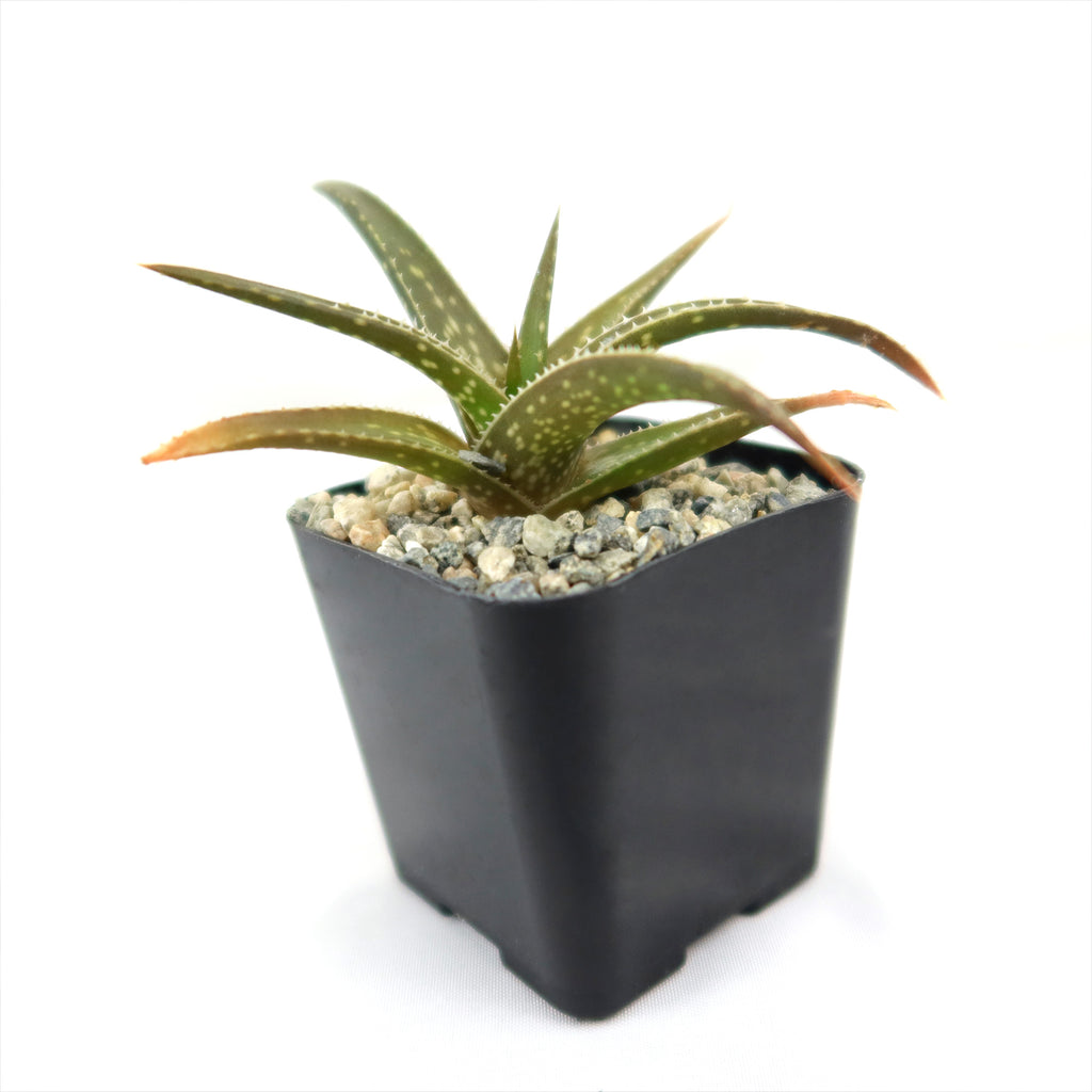 Aloe firebird hybrid