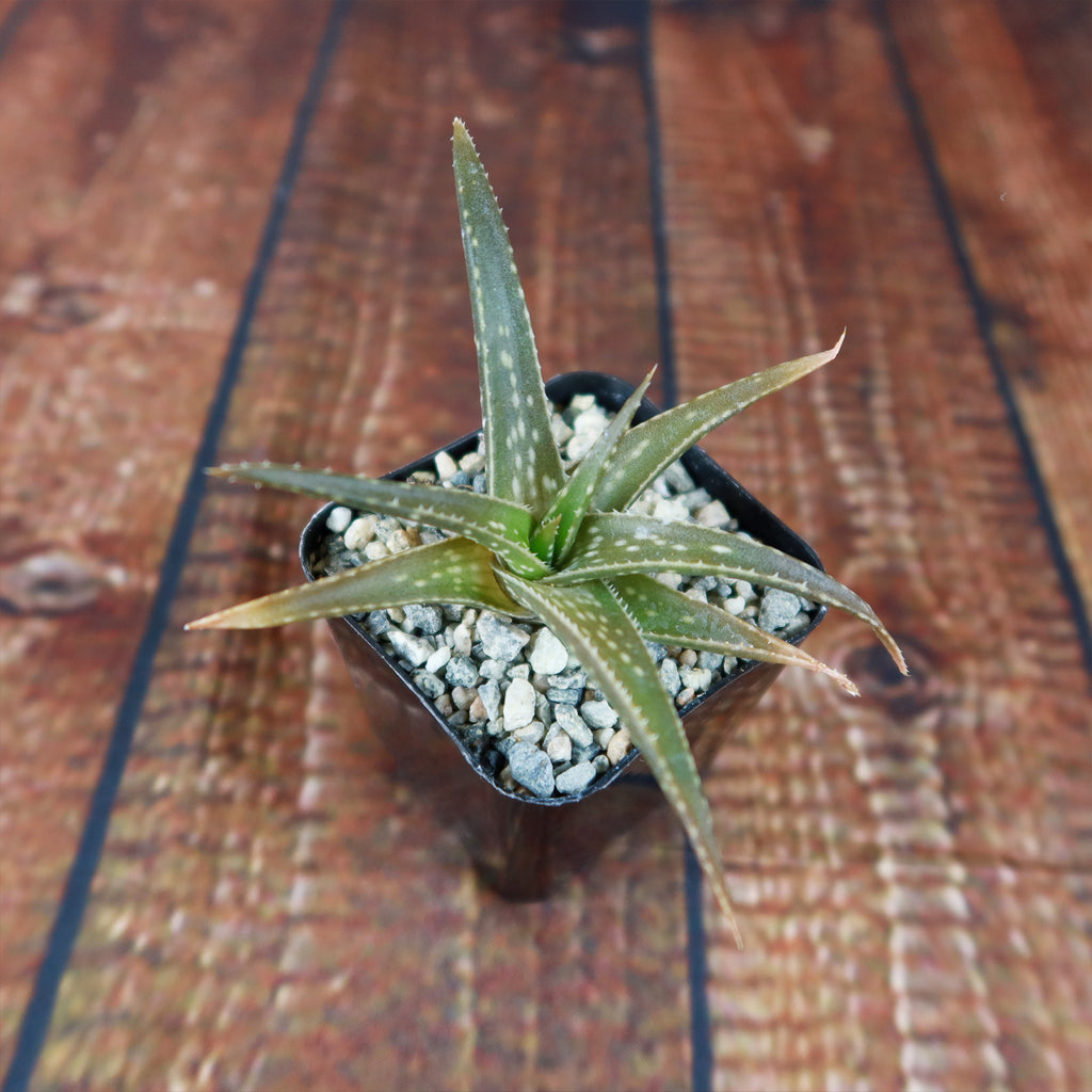 Aloe firebird hybrid