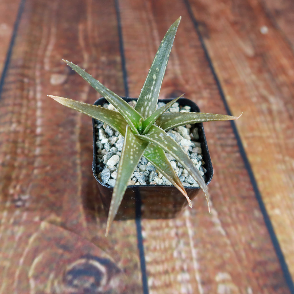 Aloe firebird hybrid