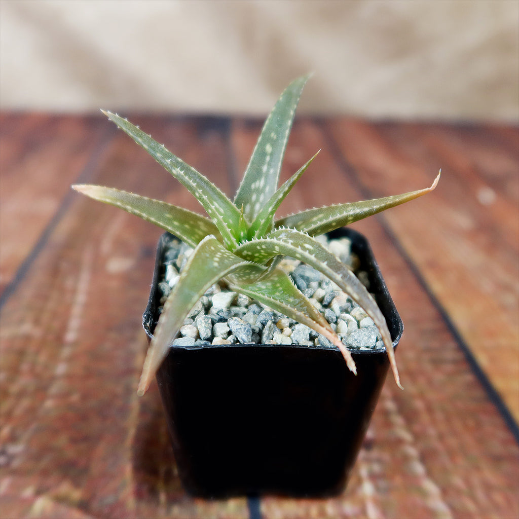 Aloe firebird hybrid