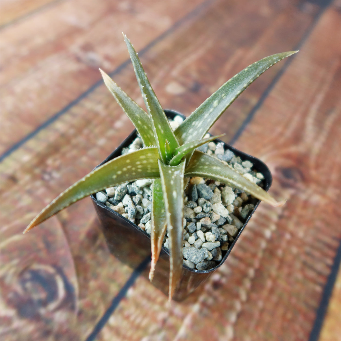 firebird succulent Aloe firebird hybrid 4" Pot