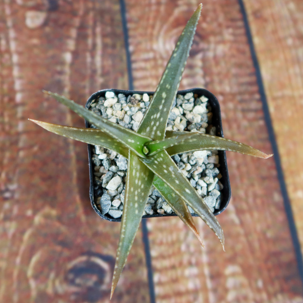 Aloe firebird hybrid
