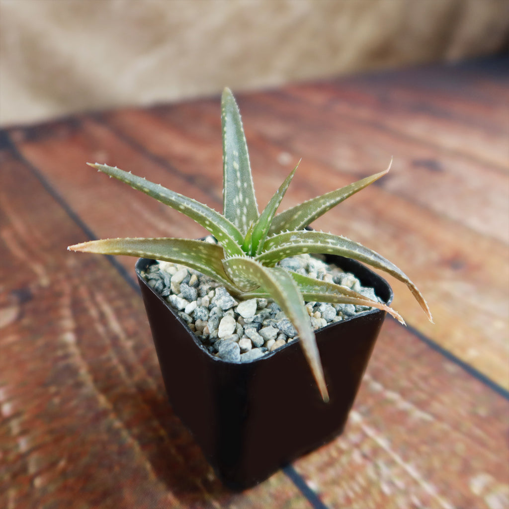 Aloe firebird hybrid