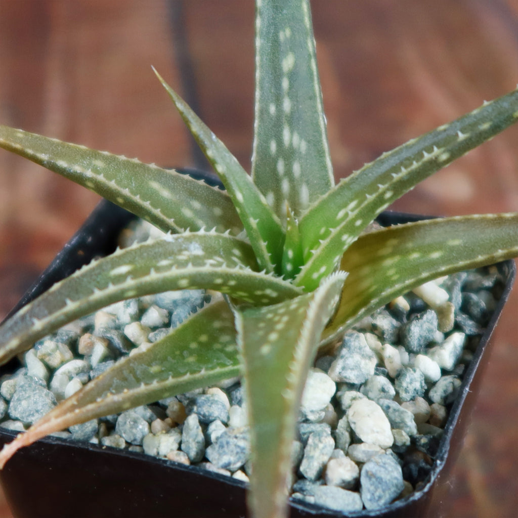 Aloe firebird hybrid
