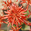 Aloe Ghost - Aloe striata hybrid &